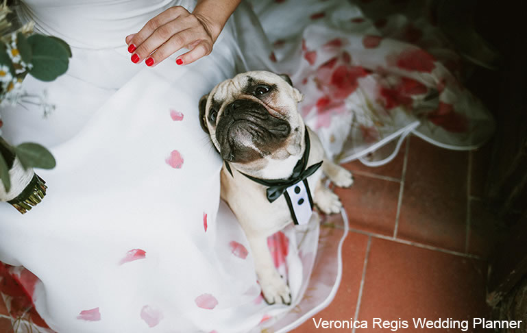 Wedding dog sitter